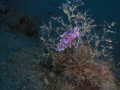   Lanzarote has great waters taking pictures this young pink flabelina about 8mm long clinging part reef taken casio z85 internal flash soft mode late afternoon light  